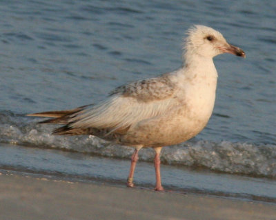 Mystery banded Gull