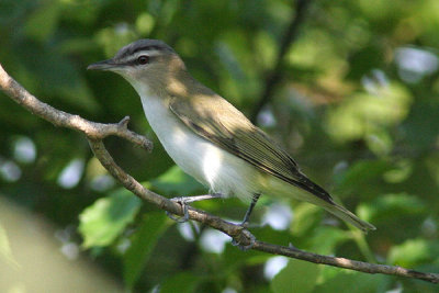 Peveto Woods, Cameron Parish, 5/17/07