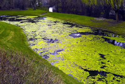 Pond, March 31