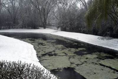 Pond, April 11