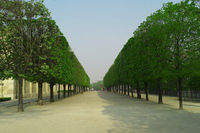 Trees --Tuileries