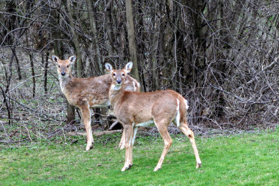 Two Deer