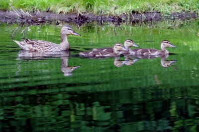 Ducklings 3