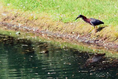 Green Heron and Frog