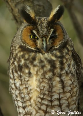 Le clin d'oeil du Hibou.jpg