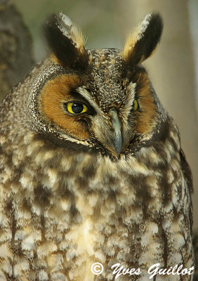 Hibou moyen-duc - Long Eared Owl  - 10 photos