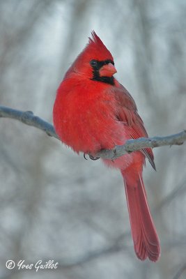 Cardinal mle #0835.jpg