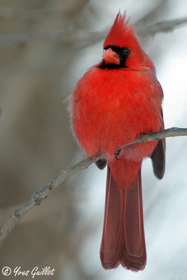 Cardinal mle #0972.jpg