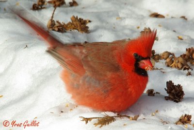 Cardinal mle #0266.jpg