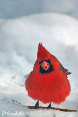 Cardinal mle #9967.jpg