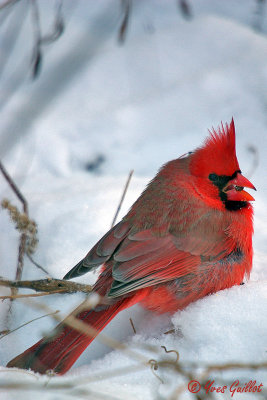 Cardinal mle #9947.jpg