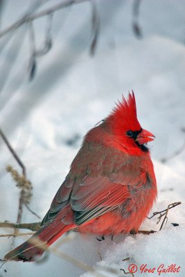 Cardinal mle #9965.jpg