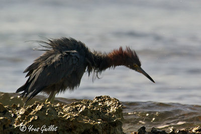 Aigrette bleue #5160.jpg