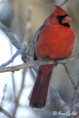 Cardinal #3722.jpg