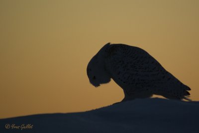 Harfang des neiges #4566 - (raw non modifi).jpg