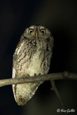 Hibou Petit Duc Macul #6485.jpg