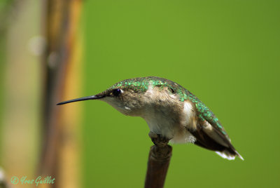 colibri femelle #8673.jpg