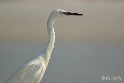 Aigrette rousstre morphe blanc #4127.jpg