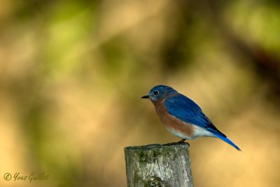 Merle bleu de l'Est - Eastern bluebird - 4 photos