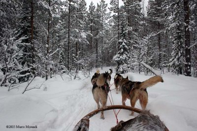 With huskies on the snow