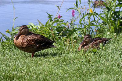 A couple of duck