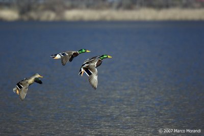 wild duck flying