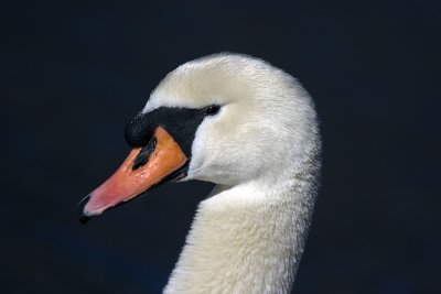 Swan - portrait