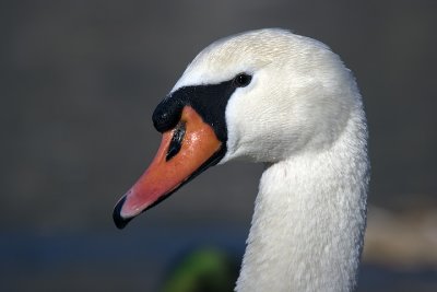 Swan  - portrait