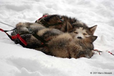 Husky sleeping