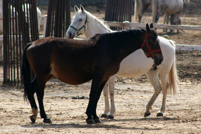 Cavalli di Lipica