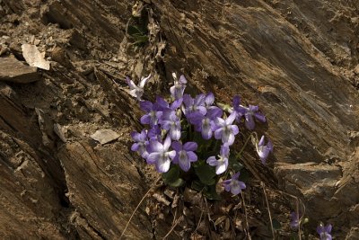 Viola rupestris
