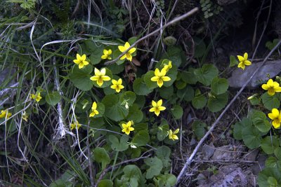 Viola biflora