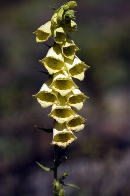 Digitalis grandiflora Chaix