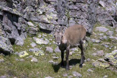 Wild animals from the alps