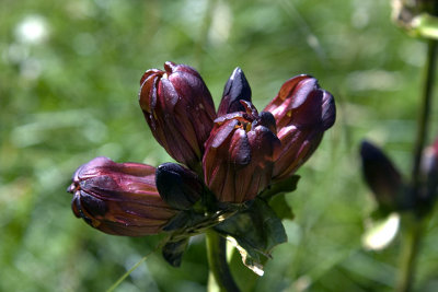 Gentiana purpurea / Genziana porporina