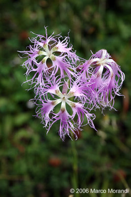 Dianthus superbus / Garofano meraviglioso