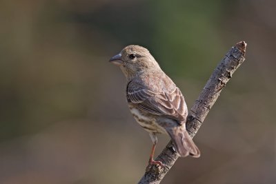 House Finch - Female