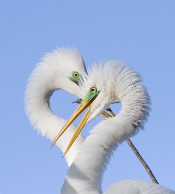 Great Egret Love Birds