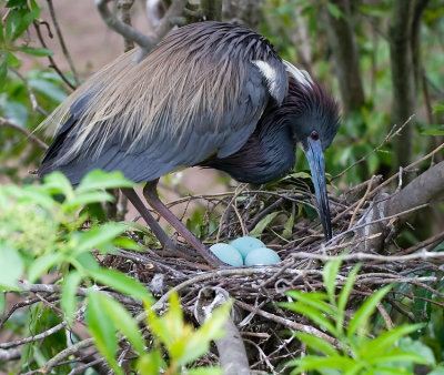 Tri-colored Heron On Nest With Eggs