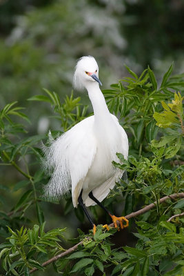 Snowy Egret 1