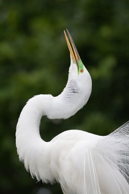 Great Egret -Male Displaying