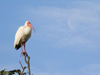 White Ibis And Moon