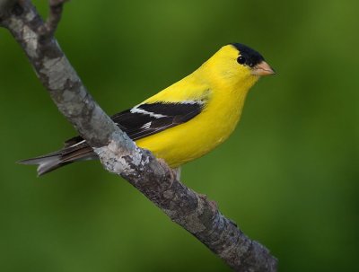 American Goldfinch - Male
