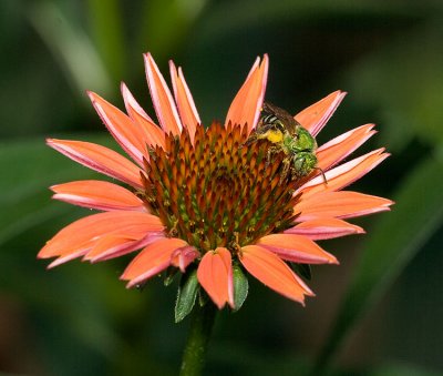 Green Sweat Bee (Halictid Bee) on Red Cone Flower