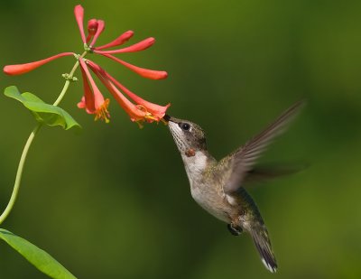 Ruby-Throated Male Juvenile Hummingbird