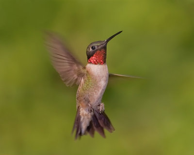 Adult Male Ruby-Throated Hummingbird - Honorable Mention 2008 Atlanta Audubon Society Photo Contest
