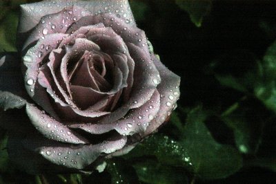 purple rose 2.JPG
