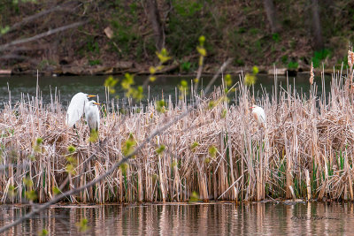 Not very often when you get a chance to see these two beautiful birds side by side.
An image may be purchased at http://edward-peterson.artistwebsites.com/featured/great-and-cattle-egrets-edward-peterson.html