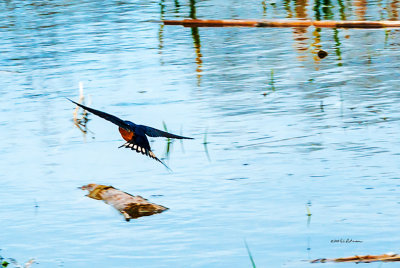Swallows, fast flying, dipping to the water and coming right at you. It is hard to catch them in flight.
An image may be purchased at http://edward-peterson.artistwebsites.com/featured/barn-swallow-in-flight-edward-peterson.html