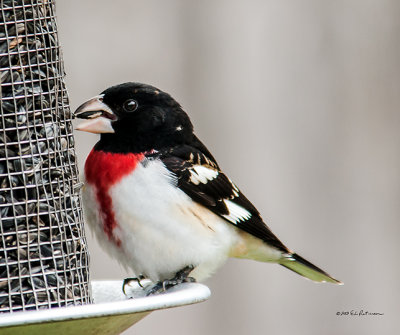 Hadn't seen one like this before. I was surprised at all his markings.
An image may be purchased at http://edward-peterson.artistwebsites.com/featured/rose-breated-grosbeak-feeding-edward-peterson.html